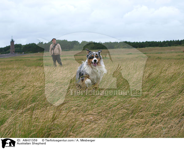 Australian Shepherd / Australian Shepherd / AM-01359