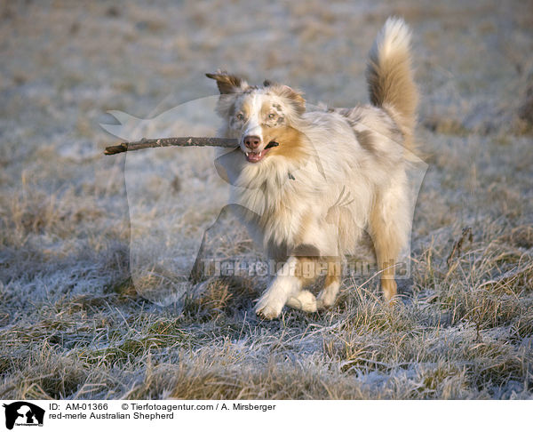 red-merle Australian Shepherd / red-merle Australian Shepherd / AM-01366