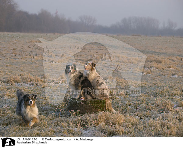 Australian Shepherds / Australian Shepherds / AM-01376