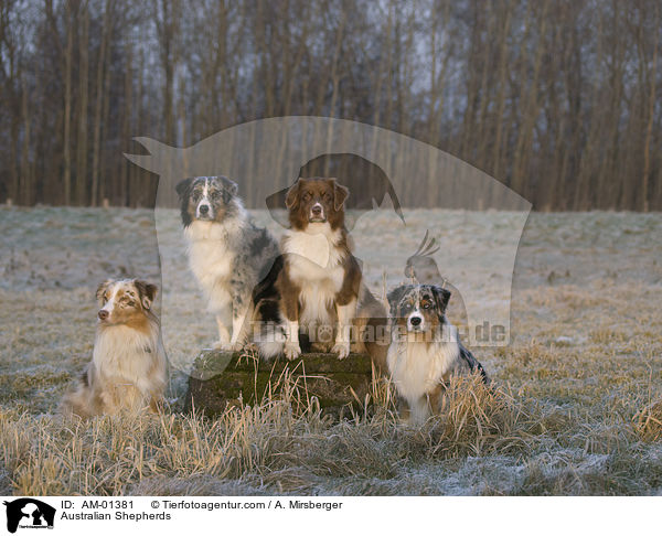 Australian Shepherds / Australian Shepherds / AM-01381