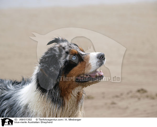 blue-merle Australian Shepherd / blue-merle Australian Shepherd / AM-01392