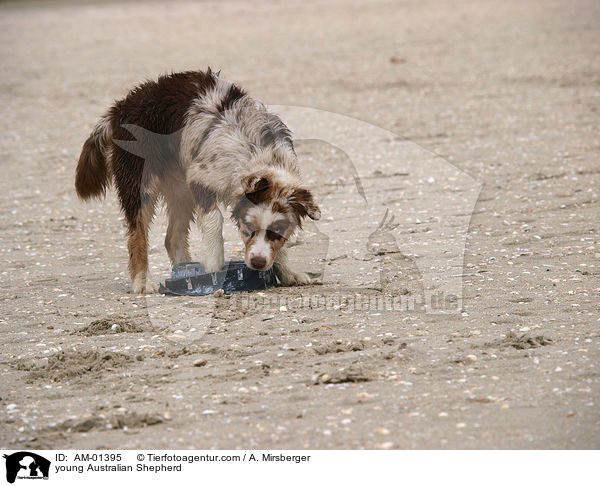 junger Australian Shepherd / young Australian Shepherd / AM-01395