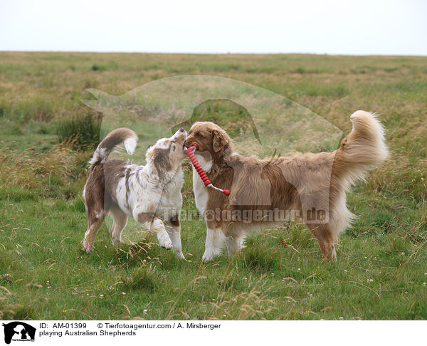 spielende Australian Shepherds / playing Australian Shepherds / AM-01399