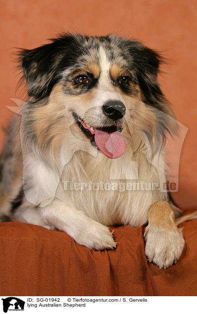 liegender Australian Shepherd / lying Australian Shepherd / SG-01942