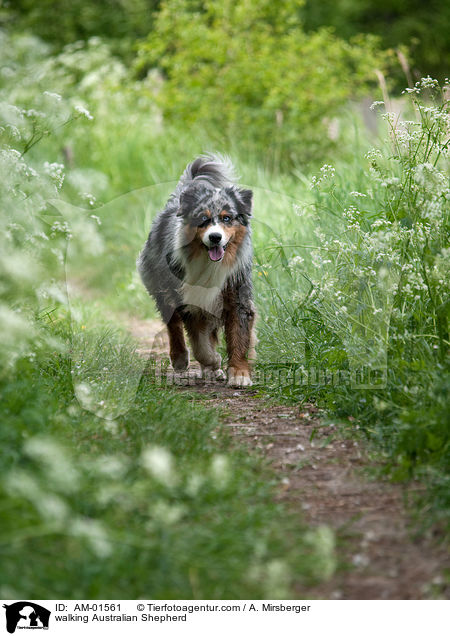 laufender Australian Shepherd / walking Australian Shepherd / AM-01561