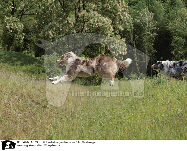 rennende Australian Shepherds / running Australian Shepherds / AM-01573