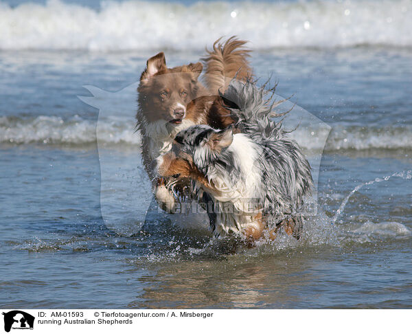 rennende Australian Shepherds / running Australian Shepherds / AM-01593