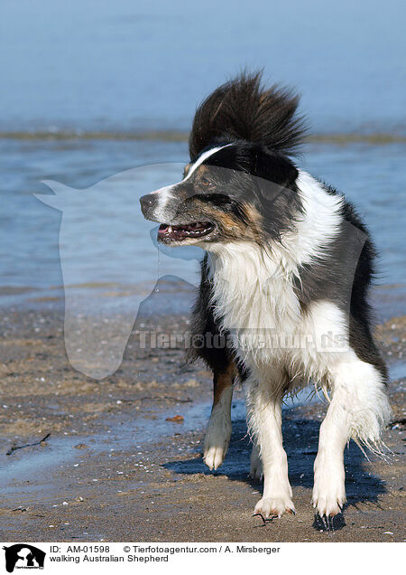 laufender Australian Shepherd / walking Australian Shepherd / AM-01598