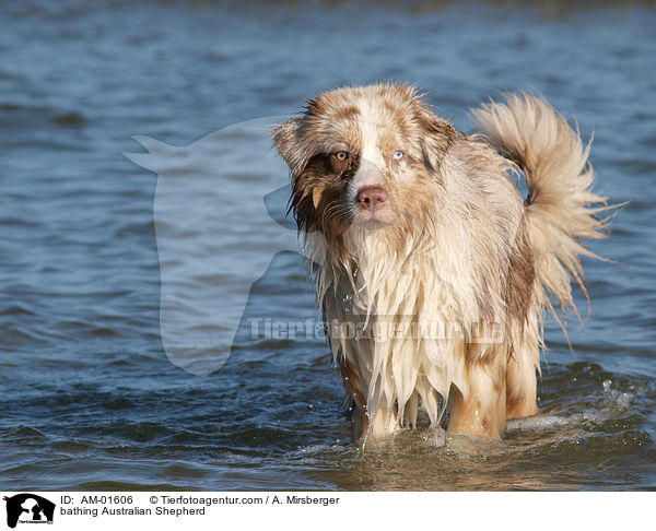 badender Australian Shepherd / bathing Australian Shepherd / AM-01606