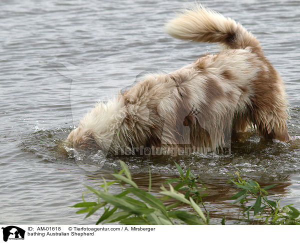 badender Australian Shepherd / bathing Australian Shepherd / AM-01618