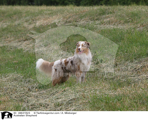 Australian Shepherd / Australian Shepherd / AM-01623