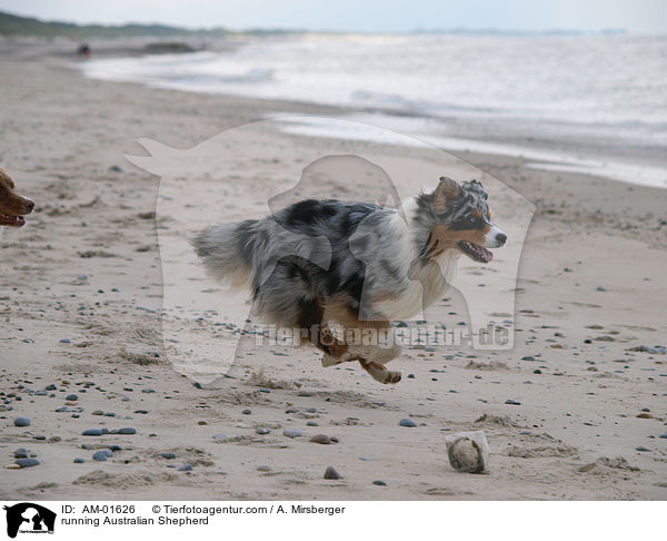 rennender Australian Shepherd / running Australian Shepherd / AM-01626