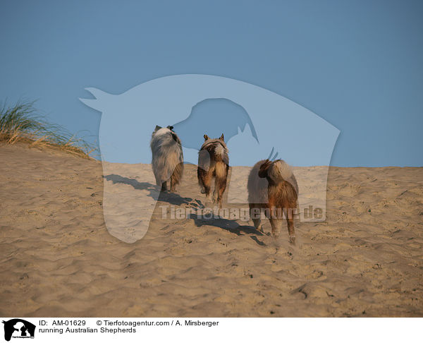 rennende Australian Shepherds / running Australian Shepherds / AM-01629