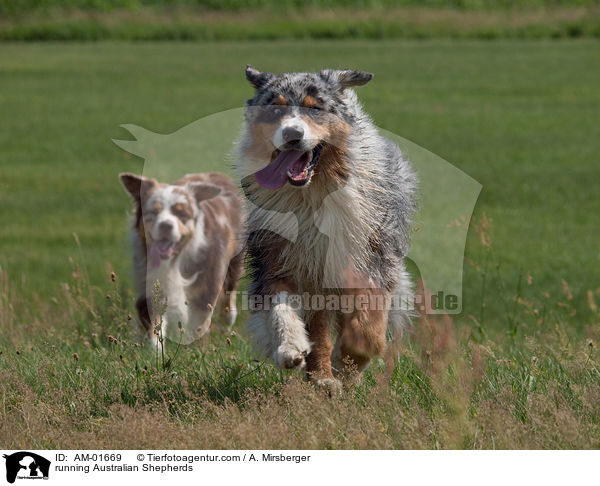 rennende Australian Shepherds / running Australian Shepherds / AM-01669