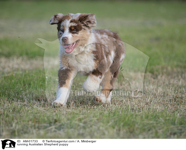 rennender Australian Shepherd Welpe / running Australian Shepherd puppy / AM-01733