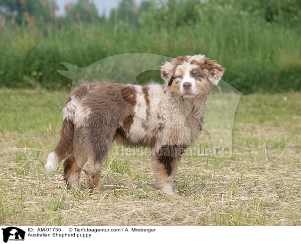 Australian Shepherd Welpe / Australian Shepherd puppy / AM-01735