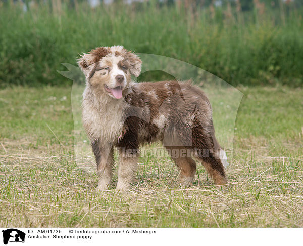 Australian Shepherd Welpe / Australian Shepherd puppy / AM-01736