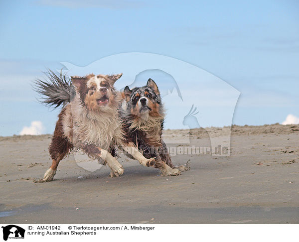 rennende Australian Shepherds / running Australian Shepherds / AM-01942