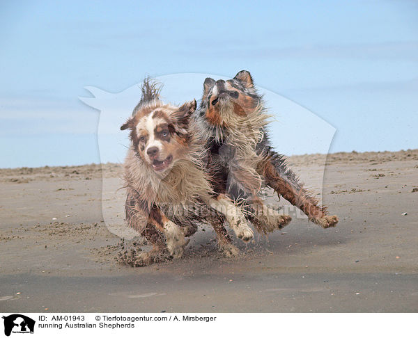 rennende Australian Shepherds / running Australian Shepherds / AM-01943