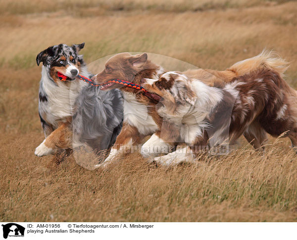 spielende Australian Shepherds / playing Australian Shepherds / AM-01956