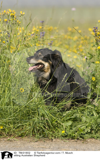 sitzender Australian Shepherd / sitting Australian Shepherd / TM-01802