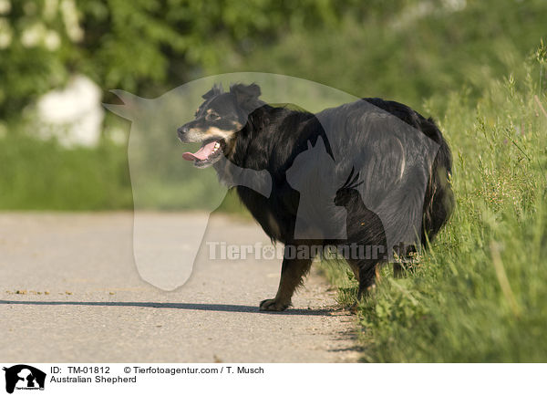 Australian Shepherd / Australian Shepherd / TM-01812