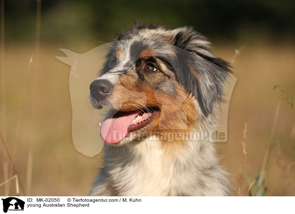 junger Australian Shepherd / young Australian Shepherd / MK-02050