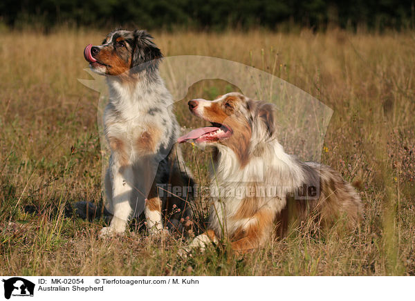 Australian Shepherd / Australian Shepherd / MK-02054