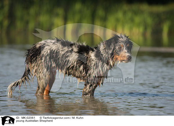 junger Australian Shepherd / young Australian Shepherd / MK-02061