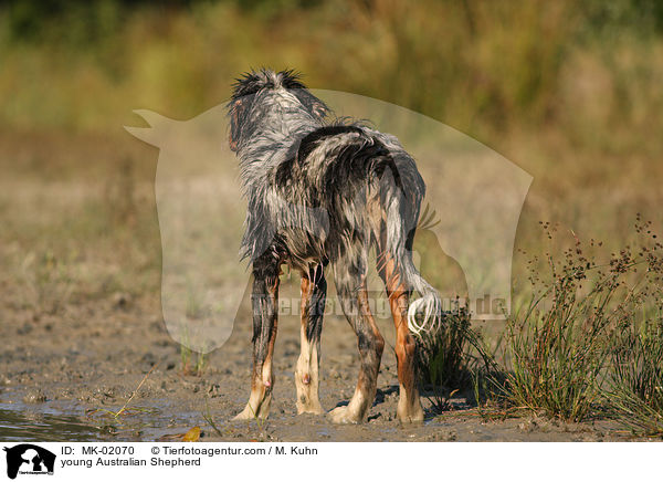 junger Australian Shepherd / young Australian Shepherd / MK-02070