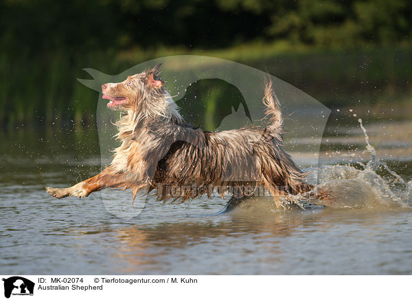 Australian Shepherd / Australian Shepherd / MK-02074