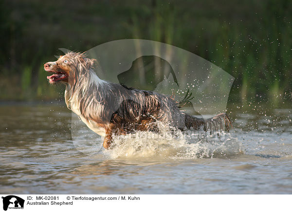 Australian Shepherd / Australian Shepherd / MK-02081