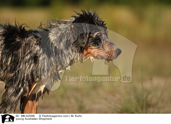 junger Australian Shepherd / young Australian Shepherd / MK-02088