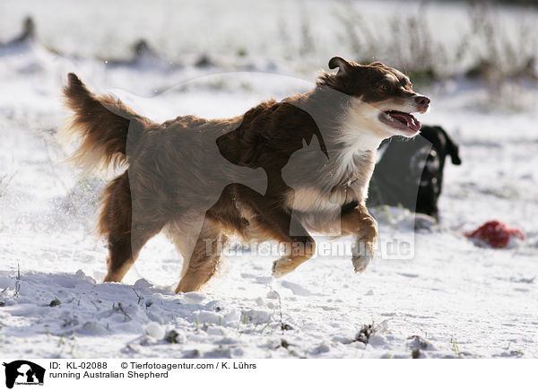 rennender Australian Shepherd / running Australian Shepherd / KL-02088