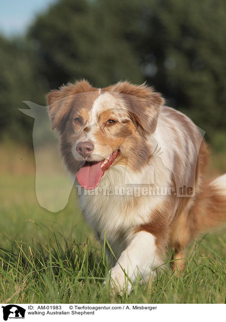 laufender Australian Shepherd / walking Australian Shepherd / AM-01983