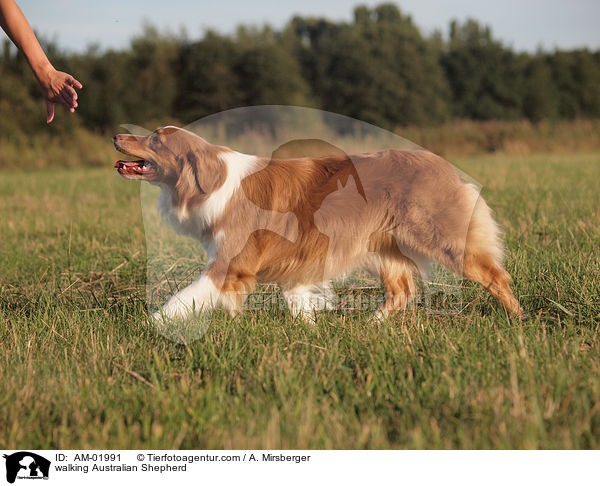 laufender Australian Shepherd / walking Australian Shepherd / AM-01991