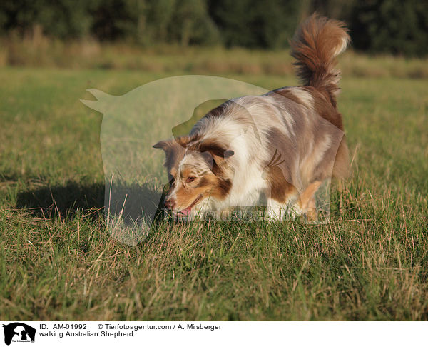 laufender Australian Shepherd / walking Australian Shepherd / AM-01992