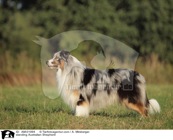 stehender Australian Shepherd / standing Australian Shepherd / AM-01994