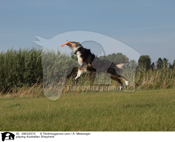 spielender Australian Shepherd / playing Australian Shepherd / AM-02010