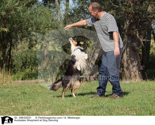 Australian Shepherd beim Dog Dance / Australian Shepherd at Dog Dancing / AM-02021