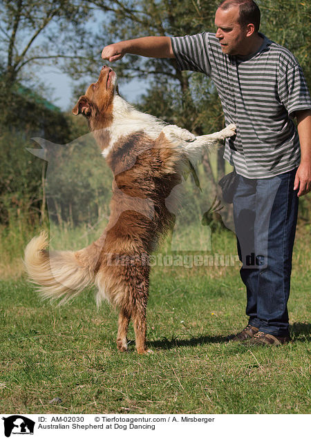 Australian Shepherd at Dog Dancing / AM-02030