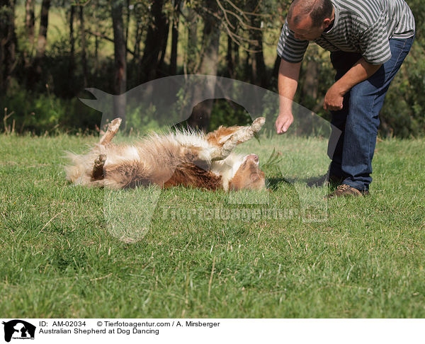 Australian Shepherd beim Dog Dance / Australian Shepherd at Dog Dancing / AM-02034