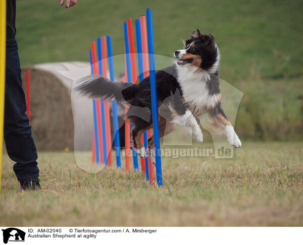 Australian Shepherd beim Agility / Australian Shepherd at agility / AM-02040