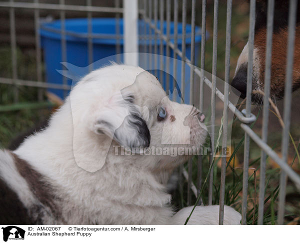 Australian Shepherd Welpe / Australian Shepherd Puppy / AM-02067