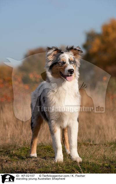 stehender junger Australian Shepherd / standing young Australian Shepherd / KF-02107