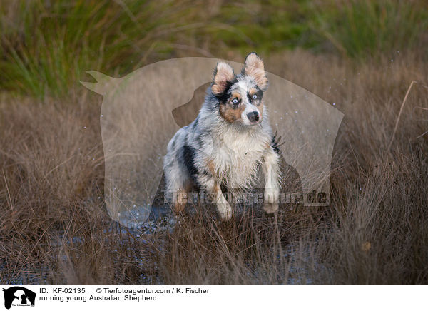 rennender junger Australian Shepherd / running young Australian Shepherd / KF-02135