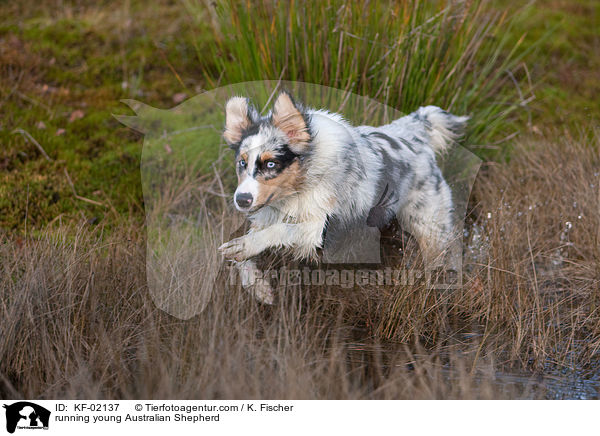 rennender junger Australian Shepherd / running young Australian Shepherd / KF-02137