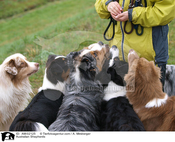 Australian Shepherds / Australian Shepherds / AM-02125