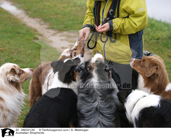 Australian Shepherds / AM-02126