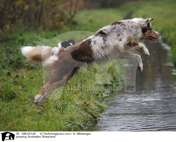 springender Australian Shepherd / jumping Australian Shepherd / AM-02128